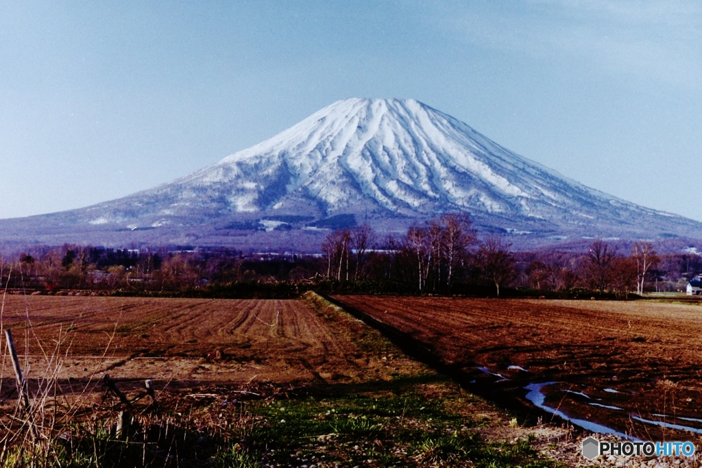 朝の羊締・・・