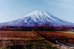 朝の羊締・・・