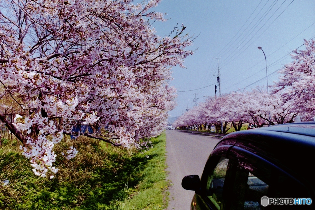 桜ロード　停車中・・・