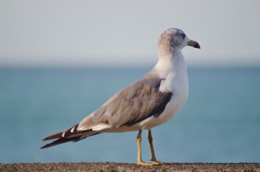 立とうと思えば立てるんだよ＃＃俺は・・