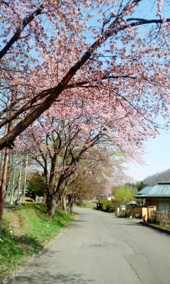 桜の下で