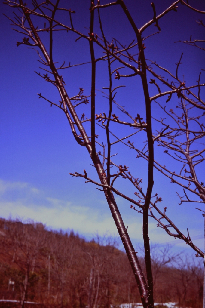 桜前線待ち・・