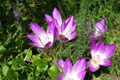 よそ様の花・・・