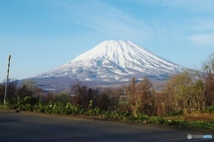 朝の羊蹄山２