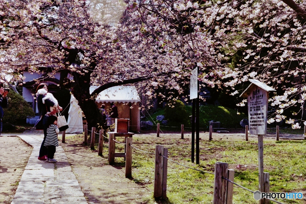 松前城内　花盛り