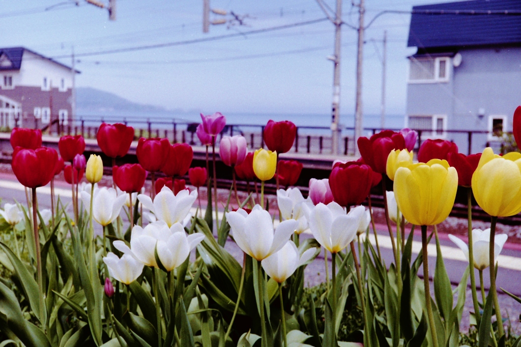 構内の花壇・・・