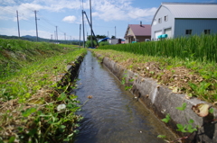 田んぼ脇の水路