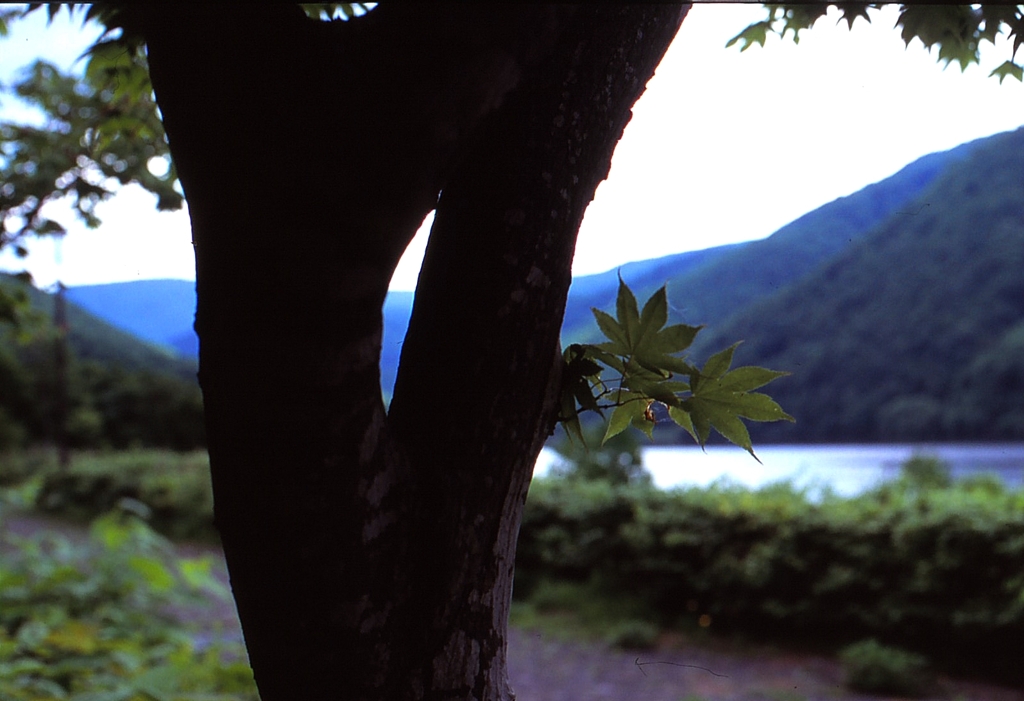 木陰からダム湖・・・