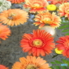 小樽住吉　花手水