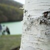 白樺越しの・・・・・