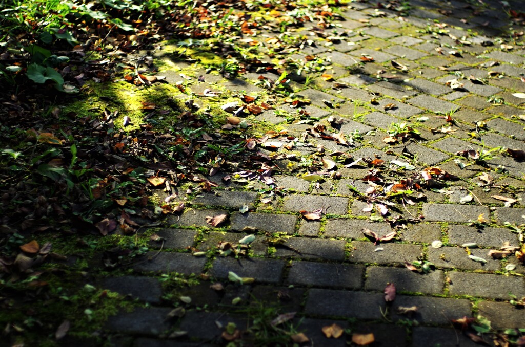 秋空散歩　石畳と苔