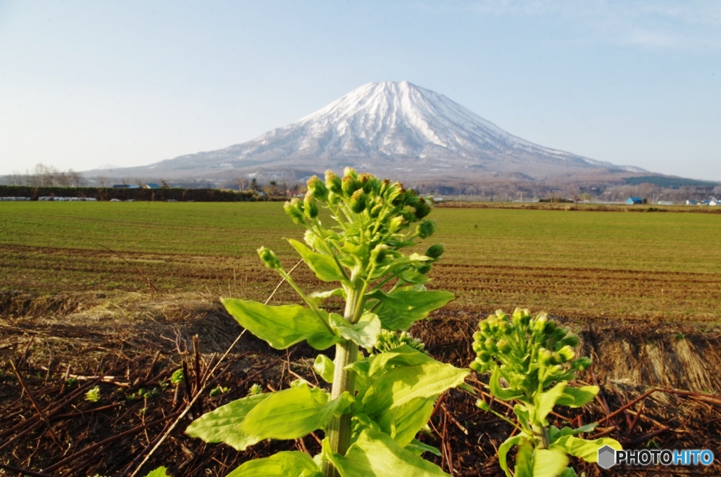 朝の羊蹄山・・・