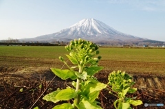 朝の羊蹄山・・・