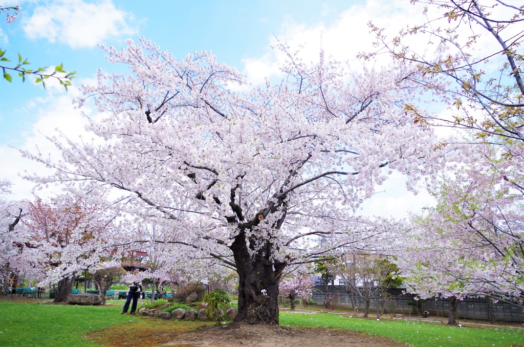 庭園桜ロングショット