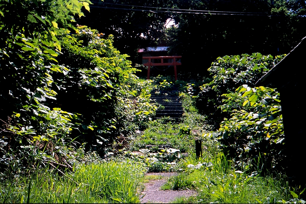 草ぼうぼうの神