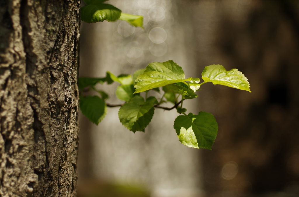 砂防ダムで魅かれた緑