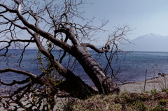 湖畔の倒木・・・・