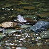 夏の河原の揺らめき