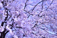 kuroiso park