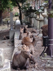 Deer family 
