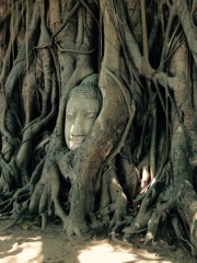 Buddha of the tree