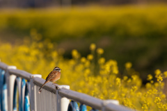 菜の花とホオジロさん