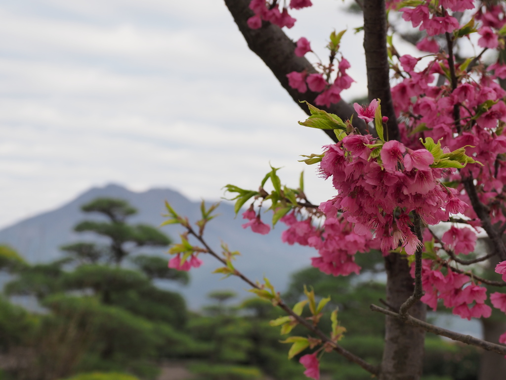 桜島遠望