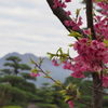 桜島遠望