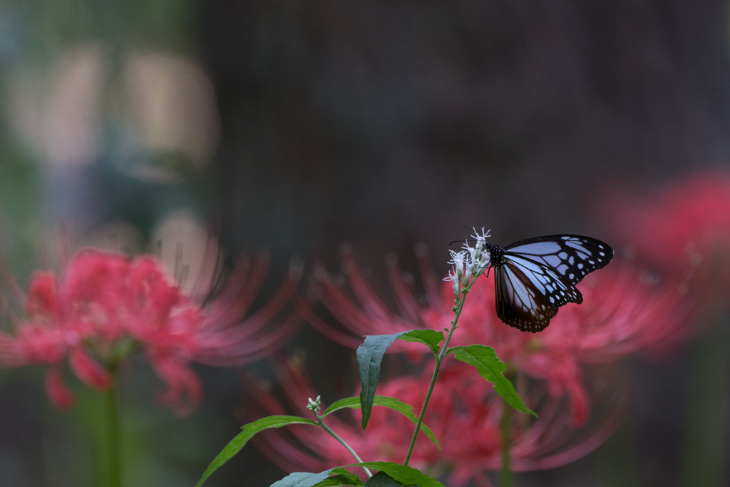 日陰の花