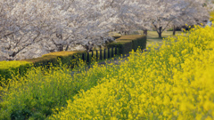 黄色と桜色