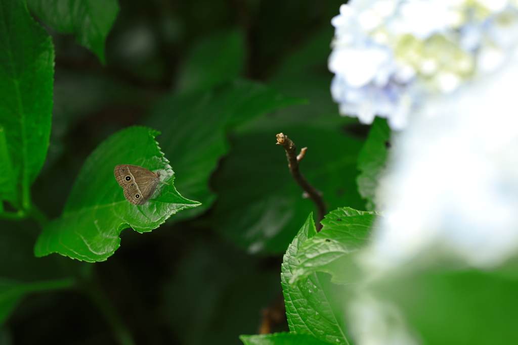 花見る蝶