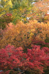 紅葉・黄葉・もみじ