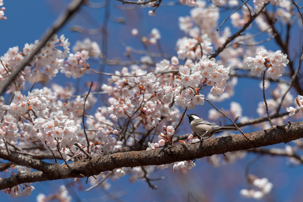 春の花