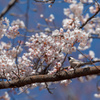 春の花