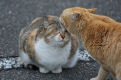 ほおずり