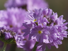 春の花