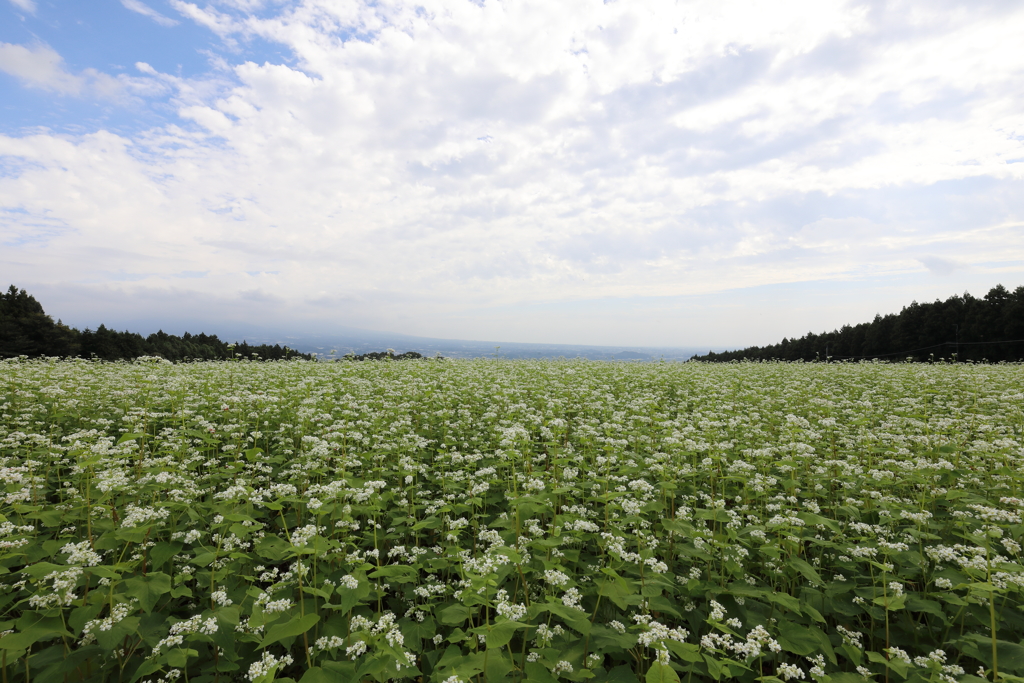 晩夏のソバ畑