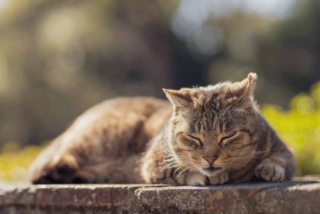 眠り猫