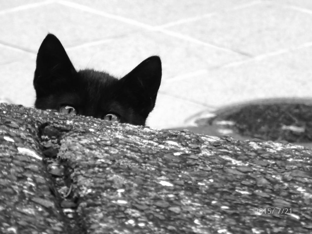 野良猫