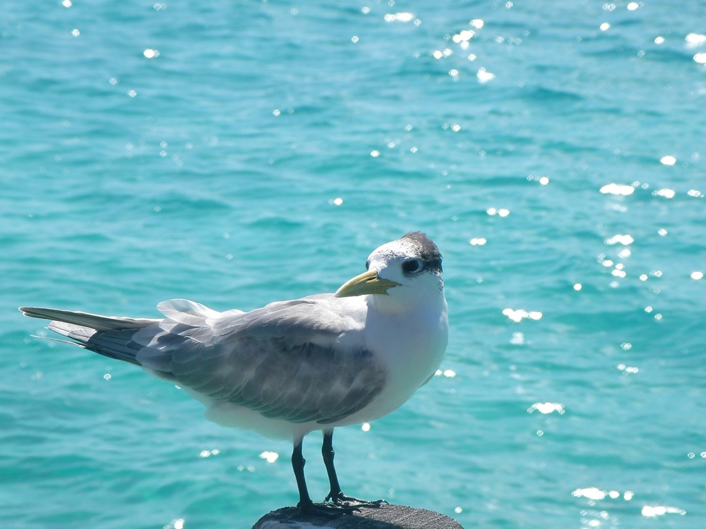 島の鳥