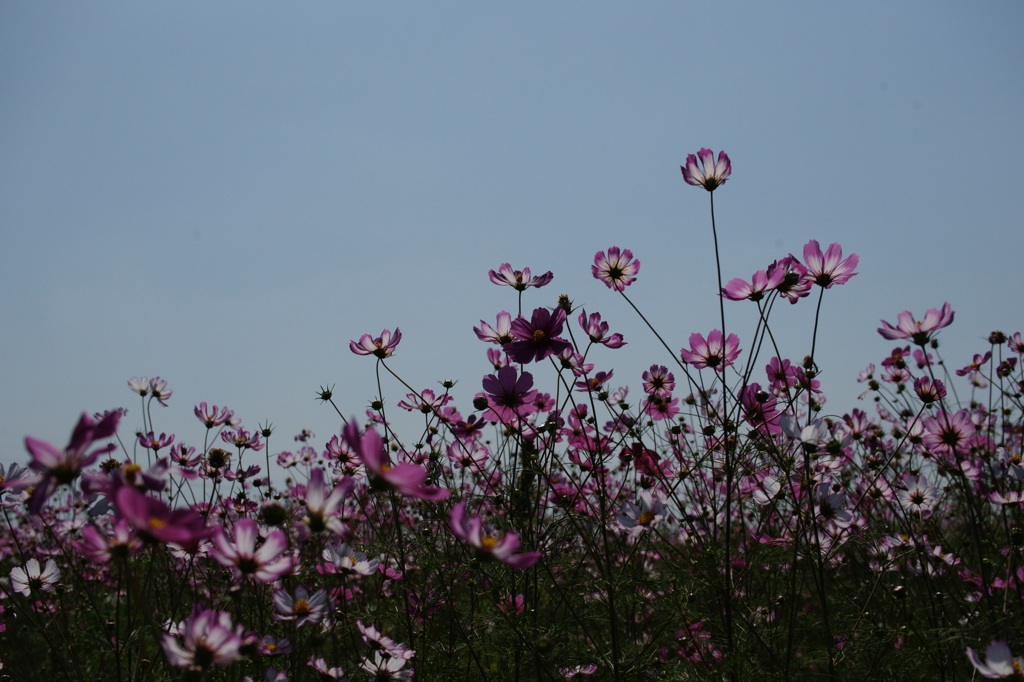 秋桜