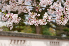 小田原城②