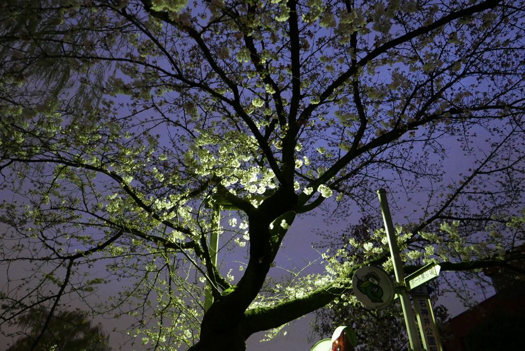 公園の桜①