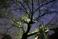 公園の桜①