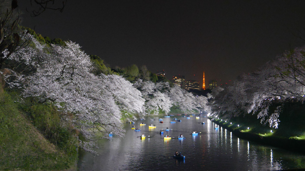 千鳥ヶ淵夜桜4