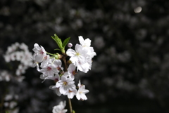 千鳥ヶ淵夜桜2