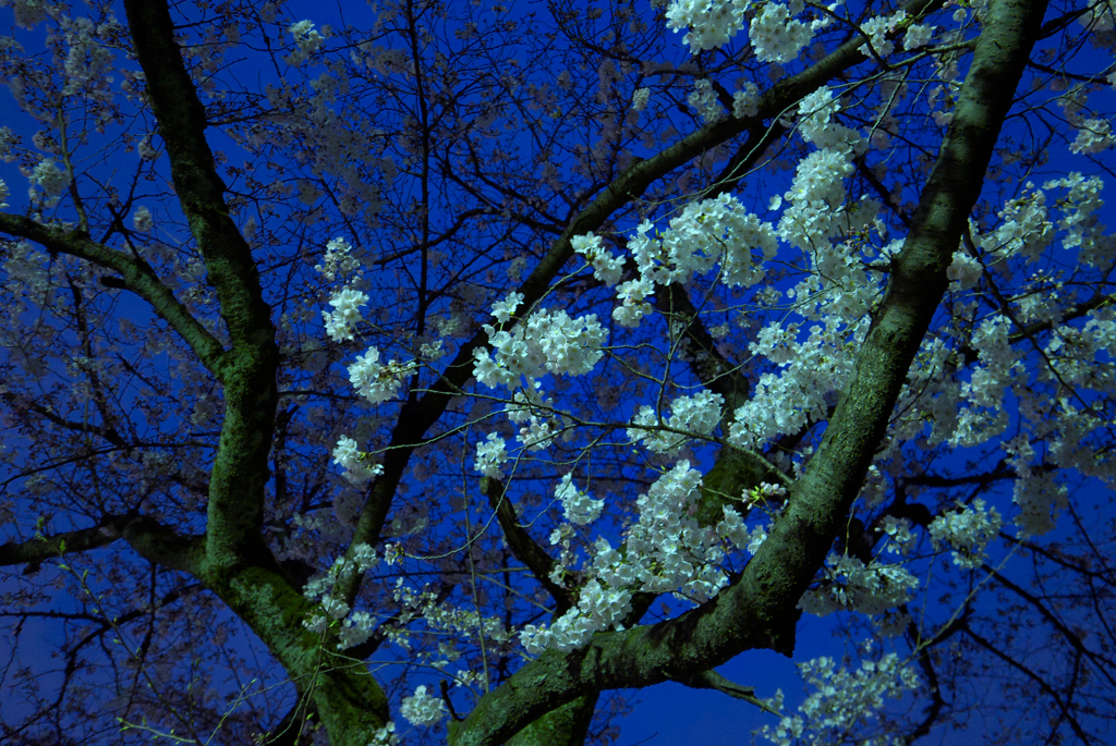 公園の桜②