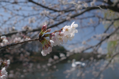 石神井公園の桜②