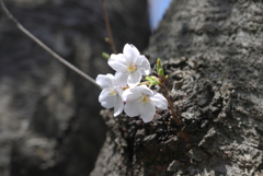 石神井公園の桜①