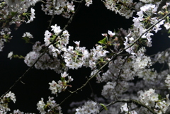 千鳥ヶ淵夜桜3